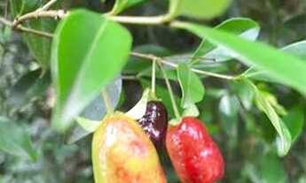 Imagem 2: Chácara com Piscina São Lourenço da Serra sp