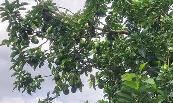 Imagem 4: Chácara em piedade 3062mt 280 mil reais