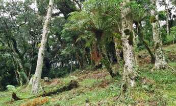 Imagem 5: Terreno em São Francisco de Paula!