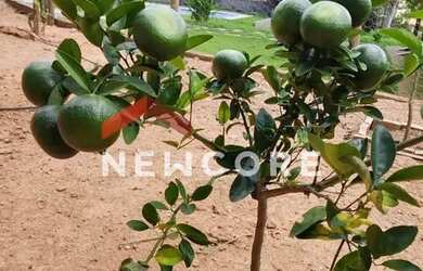 Imagem 4: Sítio em Rua Contagem - Caiapós - Contagem/MG