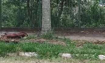 Imagem 5: Terreno Bairro Santa Isabel