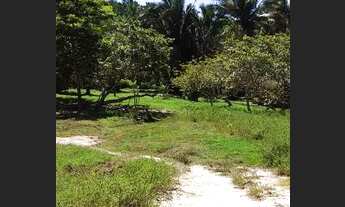 Imagem: Propriedade em Nina Rodrigues-MA 50 hectares