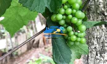 Imagem 7: CHÁCARA A VENDA EM ATIBAIA