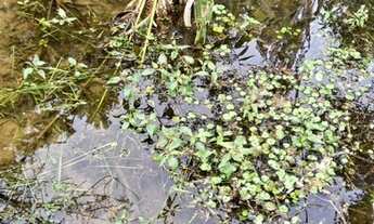 Imagem 8: Chácara Terreno