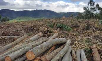 Imagem 7: D7-Chácara para venda possui 2,500 metros quadrados em aterrado - Salesópolis - São Paulo