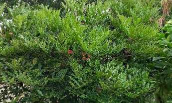 Imagem 7: Casa com 2 dormitórios à venda, 150 m² por R$ 700.000,00 - Expansão - Cachoeiras de Macacu