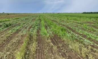 Imagem 3: Fazemda entre Água Boa e Cocalinho - MT