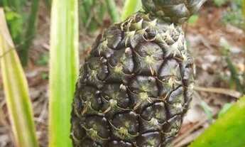 Imagem 5: Sítio zona rural cordisburgo 5.700m