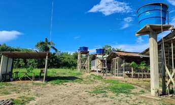 Imagem 7: Vendo um sítio no km 02 de Novo Airao-Am