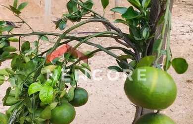 Imagem 2: Sítio em Rua Contagem - Caiapós - Contagem/MG