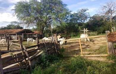 Imagem: Fazenda a venda margem ao Rio São Francisco