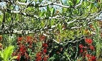 Imagem 3: Prédio à venda, Santinho, Florianópolis, SC