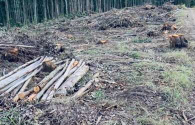 Imagem 2: D7-Chácara para venda possui 2,500 metros quadrados em aterrado - Salesópolis - São Paulo