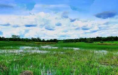 Imagem 3: Fazendinhas 20.000m2 Muita Água e Terra p Plantio 25.920 + Parcelas