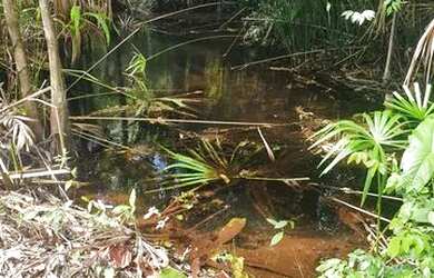Imagem 6: Sítio terreno a 19 km de Salinas Pa