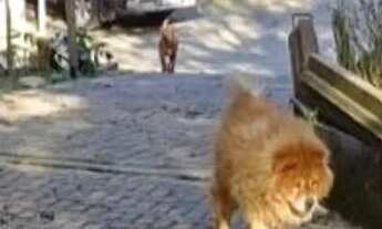 Imagem: Chácara em Sjp na continuação do caminho