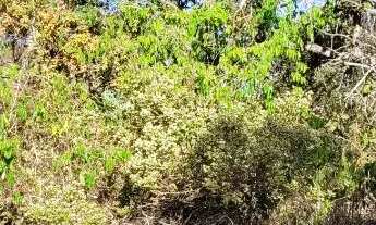 Imagem 4: Vendo excelente lote de 462m² na região do Tororó - Jardim Botânico (DF-140