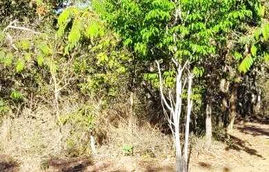 Imagem 2: Vendo excelente lote de 462m² na região do Tororó - Jardim Botânico (DF-140