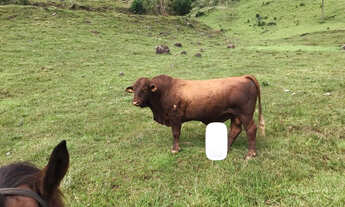 Imagem 7: Fazenda coronel domingos soares