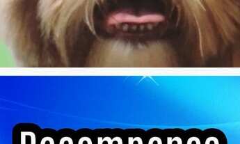 Imagem: PAGA-SE RECOMPENSA AO PROPRIETÁRIO