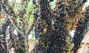 Imagem 7: Fazenda/Sítio/Chácara para venda tem 15000 metros quadrados com 6 quartos