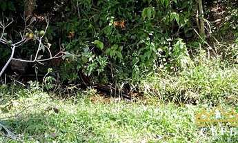 Imagem 4: Sítio / Chácara para Venda em Santa Maria do Herval, Padre Eterno Ilges, 1 dormitório, 1 b