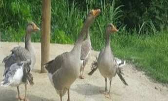 Imagem 4: SIMÕES FILHO - Terreno Padrão - SIMÕES FILHO