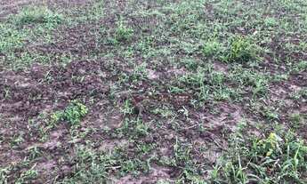 Imagem 3: Fazenda com 4 dormitórios à venda, 14955600 m² por R$ 27.000.000,00 - Centro - Porto Murti