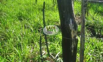 Imagem 4: Fazenda em terras de cultura ótimas para pecuária