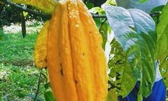 Imagem 4: Sítio Chácara com venda por R$210.000