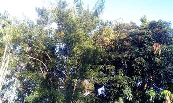 Imagem 3: Terras no Amazonas