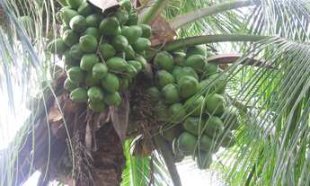 Imagem 6: Terreno com Potencial Turistico, com 64,9 ha em - Conde - Bahia