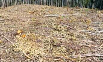 Imagem 2: Lote/Terreno para venda em Salesópolis SP 2500²