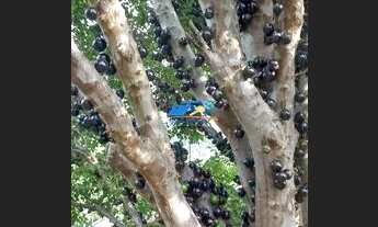 Imagem 8: CHÁCARA A VENDA NO BAIRRO DO PORTÃO - ATIBAIA