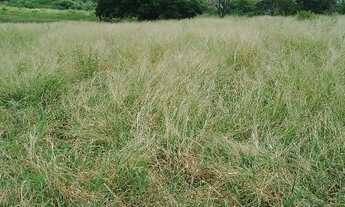 Imagem 4: Fazenda próxima a Itaberaba com duas casas, curral, poço artesiano, boas aguadas