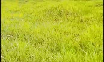 Imagem 5: Curvelo - Fazenda 15 hectares