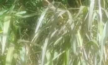 Imagem 2: Sitio 5,5 Alqueires ,Saída pirapora..43 Km Major Prates.,.159.000.00