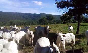Imagem 2: Fazenda 1541 Hectares Para Pecuária Com Ótimo Acesso - Acorizal/MT