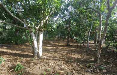 Imagem 5: /Lote com 800 M2 em Açutuba