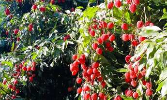 Imagem 4: Chácara em Morretes