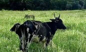 Imagem 3: Chácara 13 hectares Coxipo do Ouro