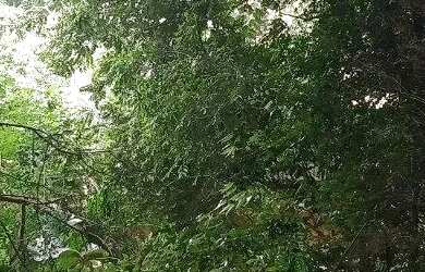 Imagem 6: Terreno Bairro Santa Isabel