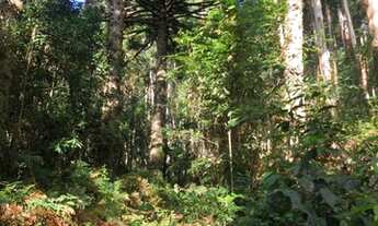 Imagem 6: Sítio / Chácara para Venda em Gramado, Serra Grande