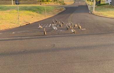 Imagem 6: Terreno no Village Damha Marília