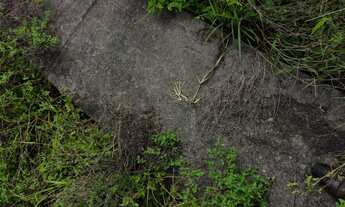 Imagem 2: Fazenda/Sítio/Chácara para venda possui 80 hectares, com 4 quartos em - Flexeiras - Alag