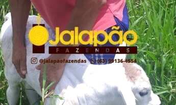 Imagem 4: Fazenda no Tocantins