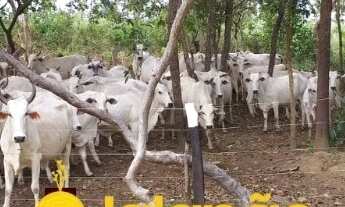 Imagem 5: Fazenda no Tocantins