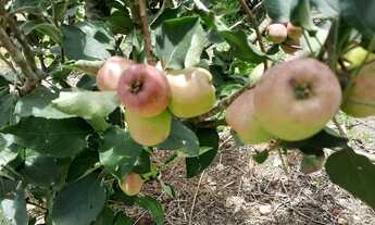 Imagem 4: Sítio zona rural cordisburgo 5.700m