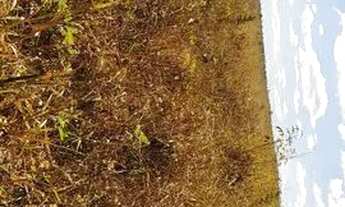 Imagem 3: Lote Lagoa Santa Serra do Cipó