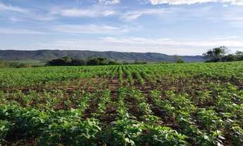 Imagem 7: Linda fazendinha de 22,5 Alqueires